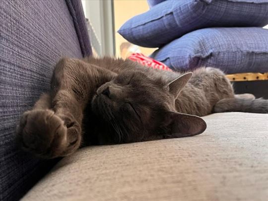 Ruska plava, odrasla mačka, ima i gene domaće mačk