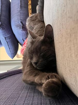 Ruska plava, odrasla mačka, ima i gene domaće mačk