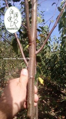 Sadnice voća Rasadnik Čolić, na veliko i malo