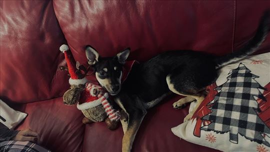 Mirna- mesanac australijslog kelpija  štene