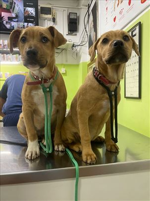 Dve sestrice traže dom