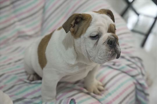 Engleski buldog stenci