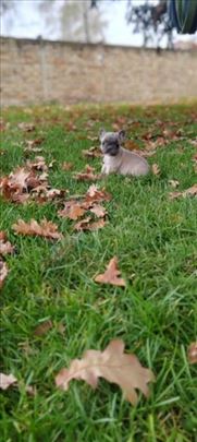 Francuski  buldog štenci egzotičnih boja