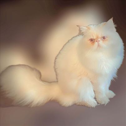 Himalajski mačak spreman za parenje