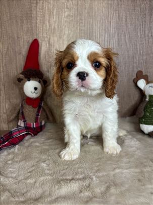 Kavalije španijel kralja Čarlsa, štene