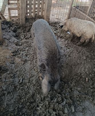 Mlad nerast crne mangulice u čistoj rasi