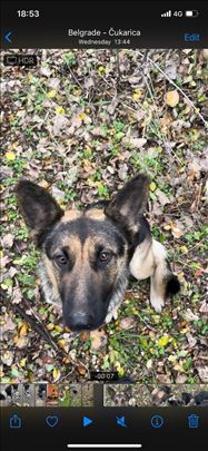 Mlada zenka NO i stenci hitno traže dom!