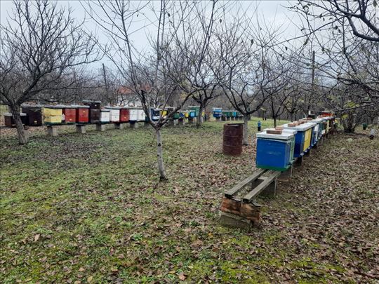 Pčele rojevi LR i AŽ  grom za 2026