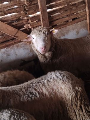 Priplodni ovan Il de frans