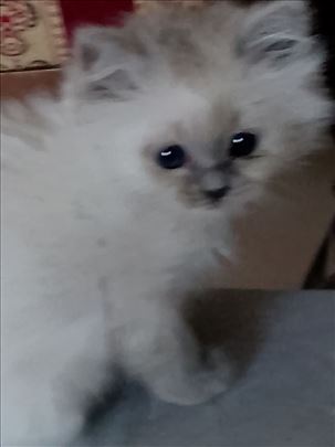 Ragdoll , mače mrvica