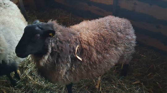 Romanovsko šilježe 