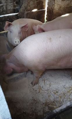 Svinja na prodaju
