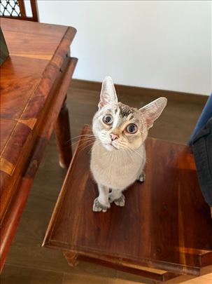 Burmila, mlada mačka