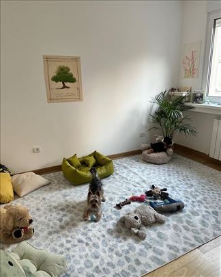 Čuvanje pasa u kućnim uslovima na Vračaru