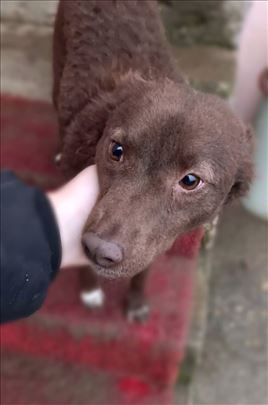 Lana pulinka, mlada zenka