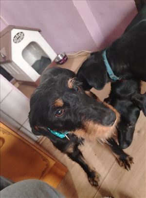 Nemački lovački terijer, mlad pas