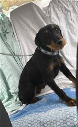 Nemački lovački terijer, mlad pas