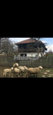 Plac sa STAROM kućom 10ari!Pogled!