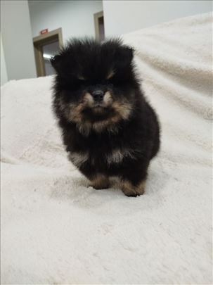 Pomeranski špic , štene