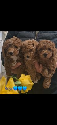 Pudla crveni stenci,toy