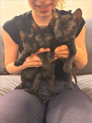 Pufnasti macici na poklon