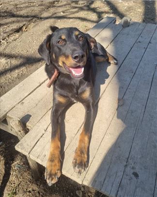 Silja, mladi psic trazi dom