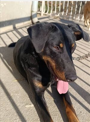 Silja, mladi psic trazi dom