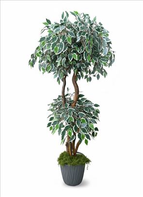 BELI BENDŽAMIN Veštačke biljke 