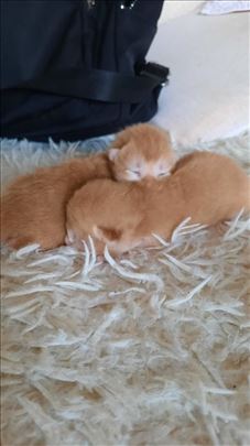 Britanska kratkodlaka, mače