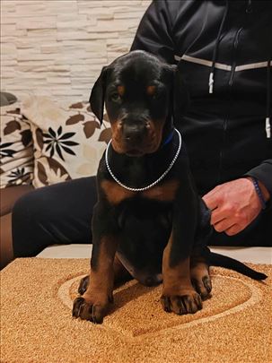 Doberman , štene