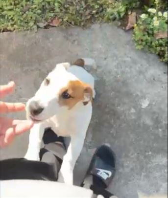 Džek Raselov terijer, štene