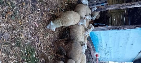 Il de frans siljezi za priplod