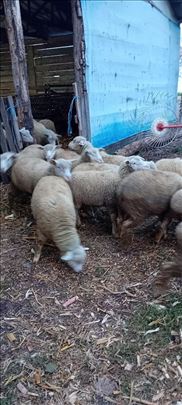 Il de frans siljezi za priplod