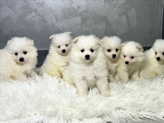 Mali beli pahuljasti štenci pomeranskog špica