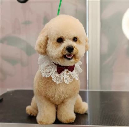 Mešanac bišona i pudle