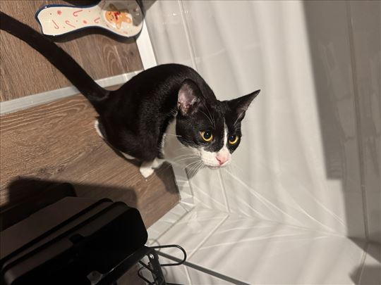 Mešanac, mlada mačka