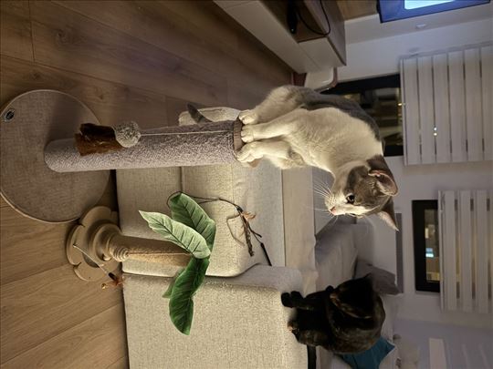 Mešanac, mlada mačka