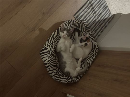 Mešanac, mlada mačka