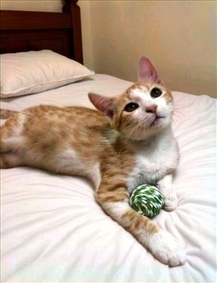 Najlepša žuta devojčica još nema dom 