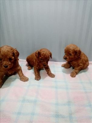 Pusla crvene  Rezervacije 