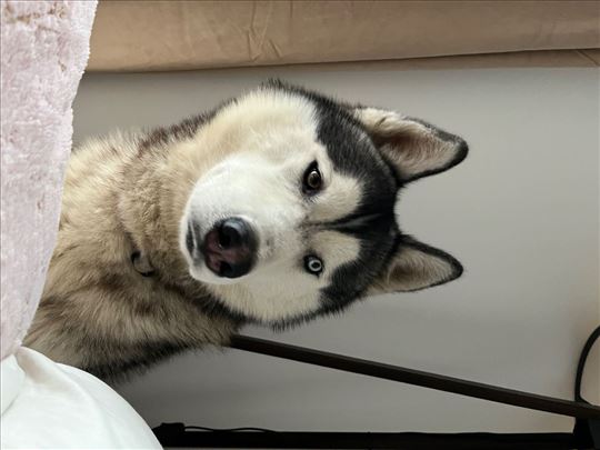 Sibirski haski, mlad pas