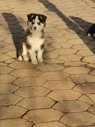 Sibirski haski, štene