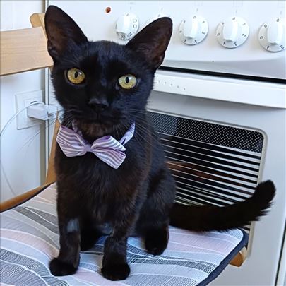 Sunčica dušica traži dom u Subotici