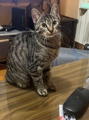 Udomljava se milo mače iz Bg 