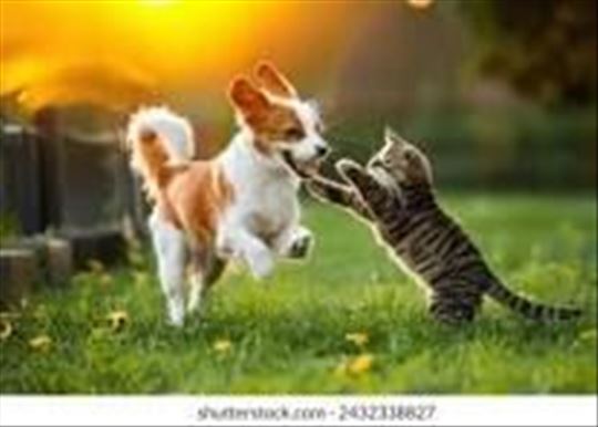 Čuvanje + šetnja pasa