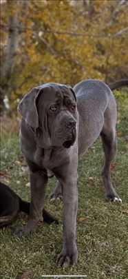 Poklanjam Kane korso