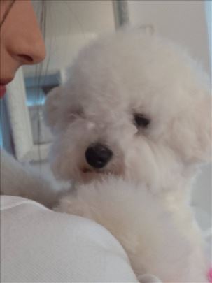 Kovrdžavi bišon, mlad pas