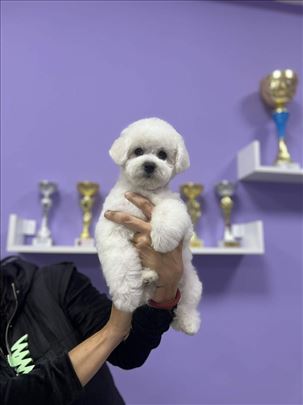 Kovrdžavi bišon, štene