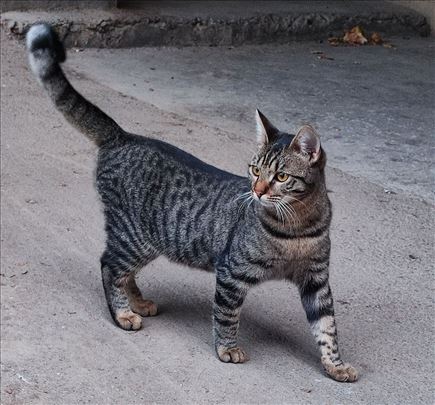 Luka je jedan od najumiljatijih maca, trazi dom