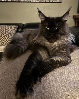 Maine Coon Ruske krvne linije